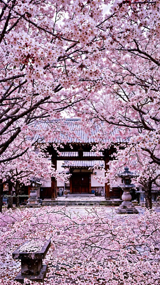 world_tourists_'s tweet image. 📍Japan 🇯🇵
#CherryBlossom
Do you want to visit Japan?