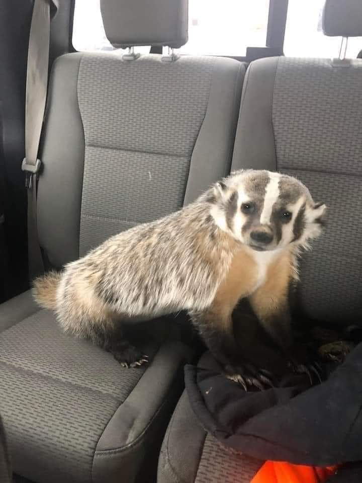 lippyent's tweet image. Found. Blue heeler puppy. Put up a fight getting in the car. Not friendly.#FunFriday !! 🤪 😂 🖤