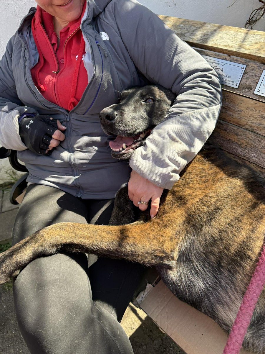 gsrescueelite's tweet photo. Major is 2yrs old and he is quite a chilled and affectionate boy for a #DutchHerder. Major can live with older kids but he would prefer a pet free home please
#dogs #germanshepherd #Essex
https://t.co/q2RhSeCzqt https://t.co/LR4ITARYLE
