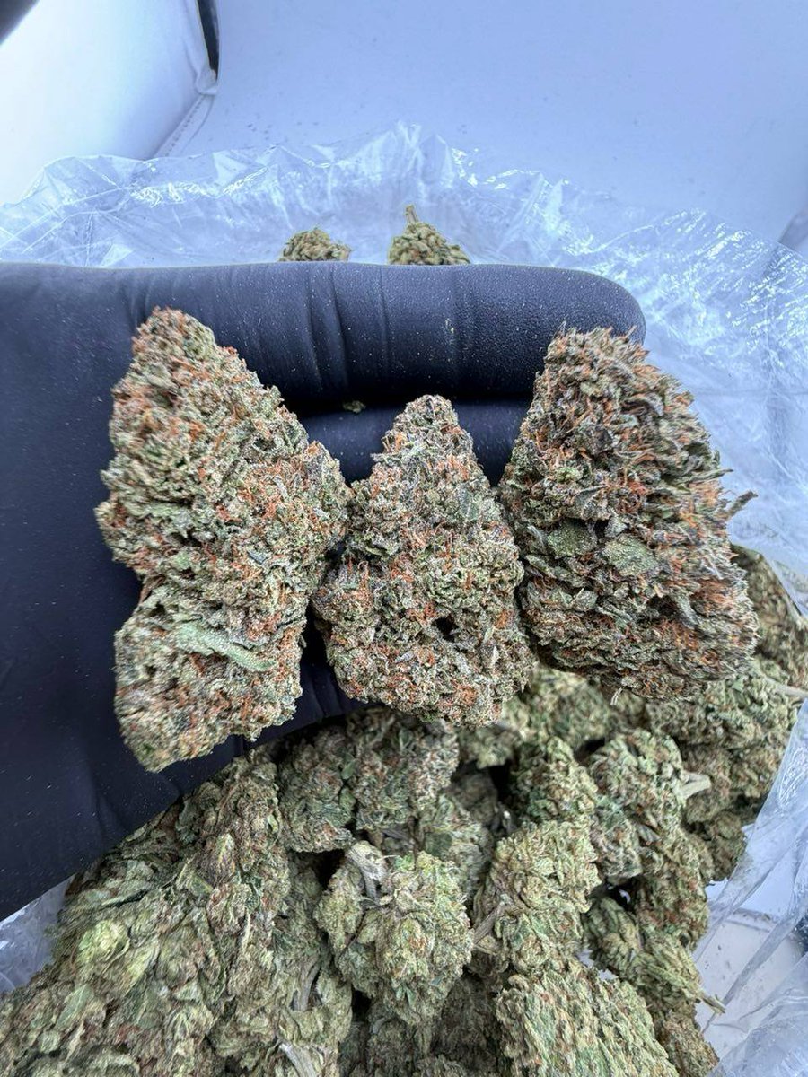 Smartweed🍃👻 tweet media