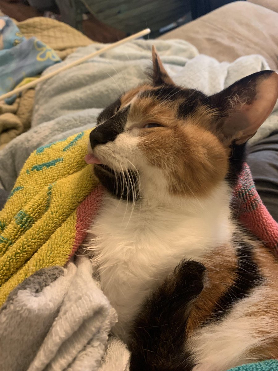 The pets only 🐾 tweet media