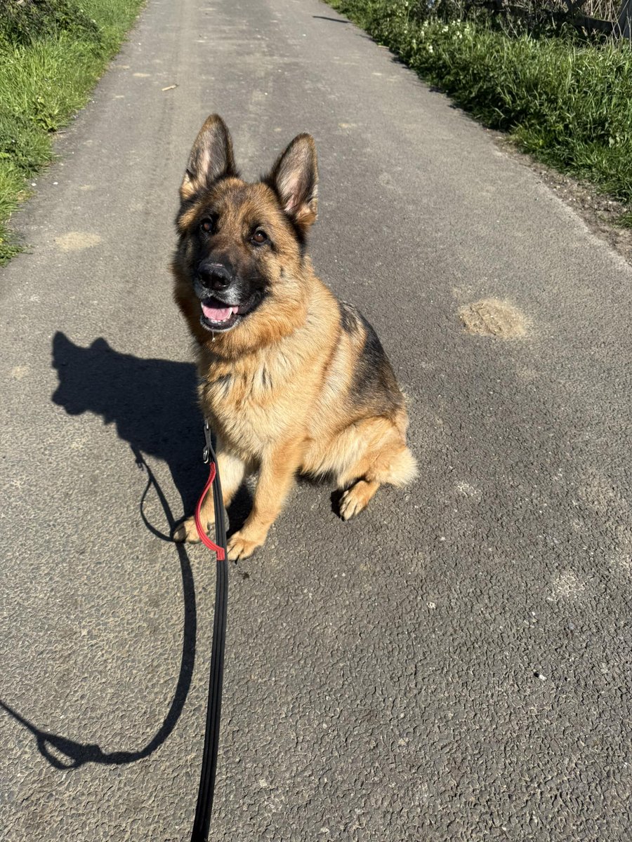 gsrescueelite's tweet image. Aria is coming up to 4yrs old and she came to us via the pound. Aria loves people and loves to be close to them, she can live with older kids and has been fine with male #dogs at the kennels 
#germanshepherd #Essex 
gsrelite.co.uk/aria-2/