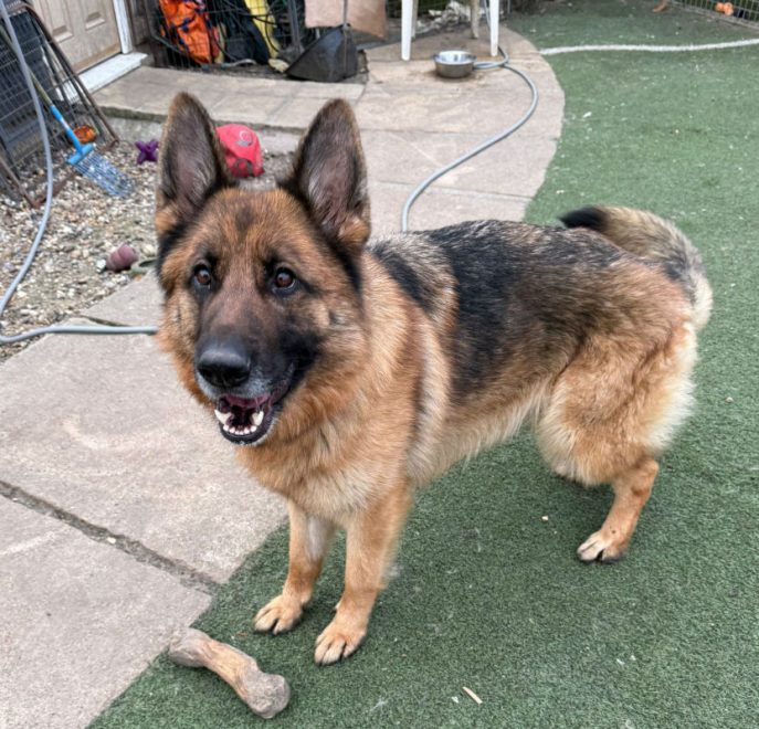 gsrescueelite's tweet image. Aria is coming up to 4yrs old and she came to us via the pound. Aria loves people and loves to be close to them, she can live with older kids and has been fine with male #dogs at the kennels 
#germanshepherd #Essex 
gsrelite.co.uk/aria-2/