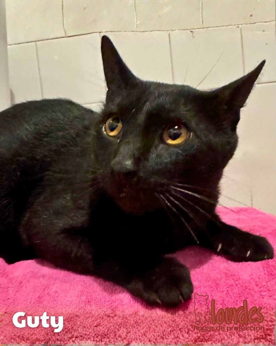 HogarLourdes's tweet photo. Guty tiene dos años y está castrado y vacunado.
Es mimoso, tranquilo y súper compañero.
Se lleva muy bien con todos.

Quien lo adopte recibirá un set de juguetes y tres kilos de alimentos.
Nos ayudan a difundirlo?

Informes por adopciones:
whatsapp +54 9 11 3301-5857 Natalia https://t.co/JMRTGISgUH