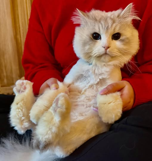 HouseCallVetNYC's tweet photo. Some call it a Buzz-Cut…
My long-hair patient Louis, prefers a Fuzz-Cut. What a comfortable way to get ready for the summer.
‘Ain’t he adorable?… https://t.co/x8LSd6K6gN
