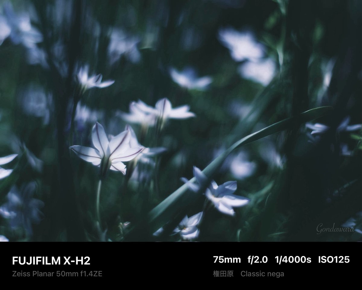 loqg78's tweet image. 最初から好きなカメラを使うか
使っていって好きなカメラになったか
は、ちょっと違う気がする🙄

#fujifilm_xseries #XH2 #Zeiss #Planar50ZE #ノスタルトーン