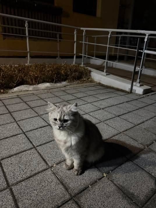 료리링 (상태: 이벵중) tweet media