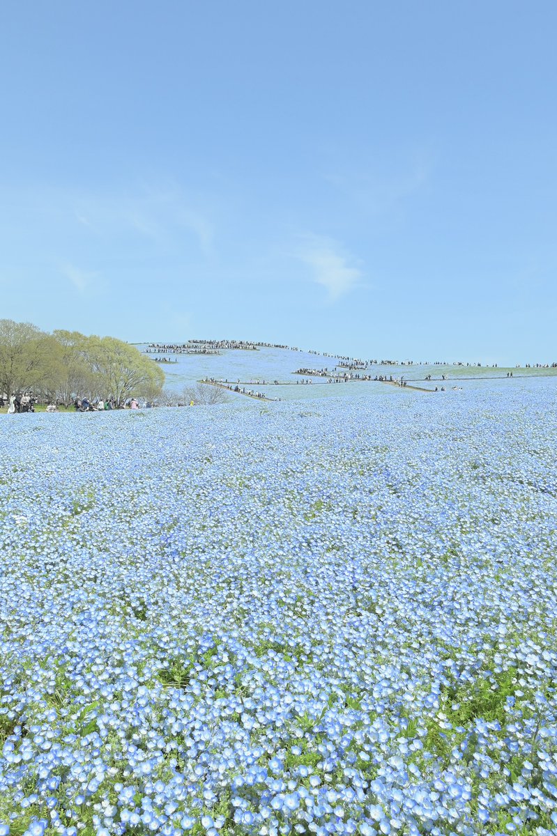 まっきぃ tweet media