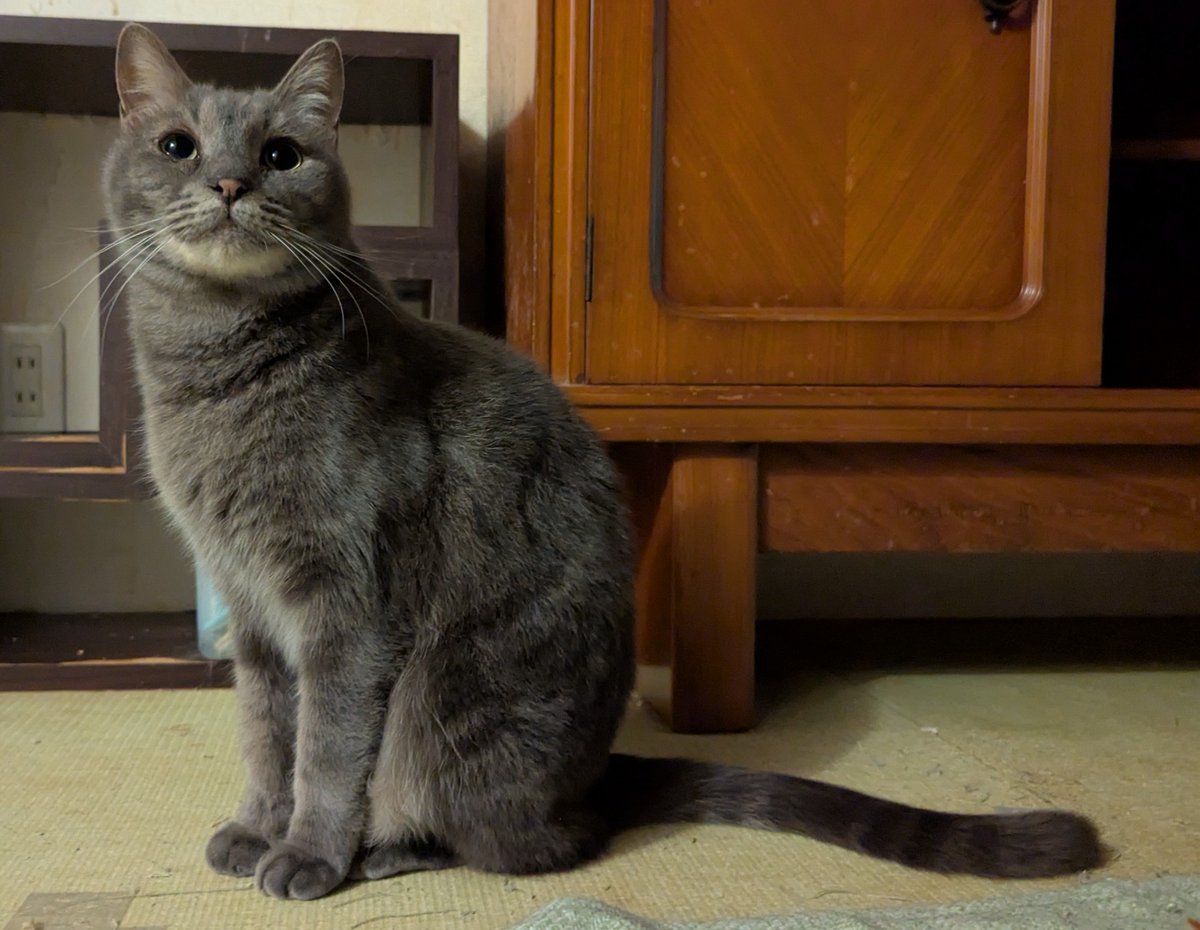 役立たずの雌豚CAMO tweet media