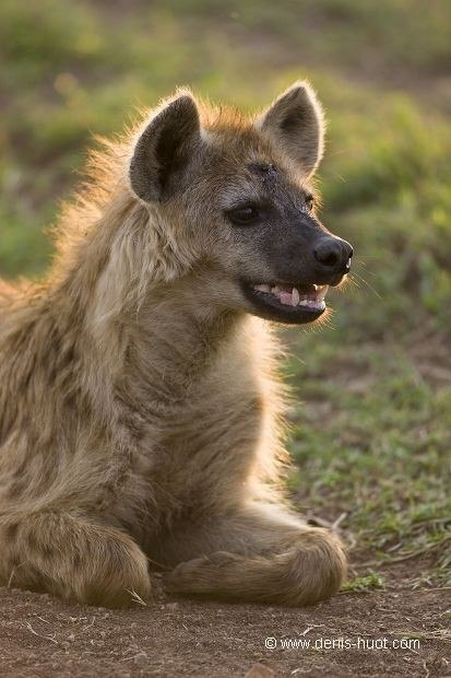 Carcajou Ghibelline tweet media