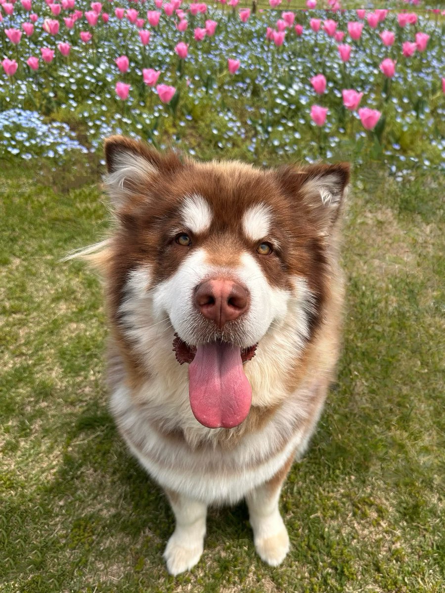 大型犬カフェGRAND MOU《ぐらんむー》 tweet media