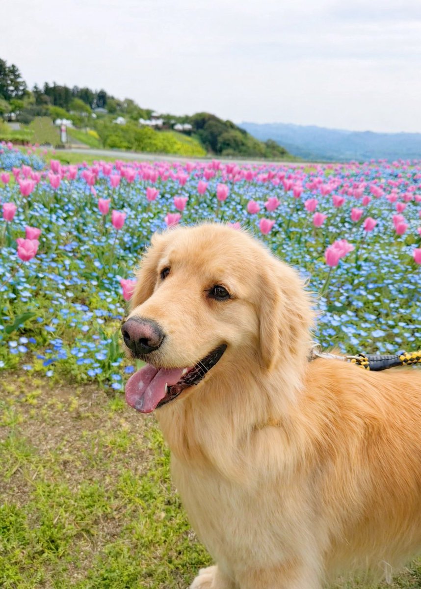 大型犬カフェGRAND MOU《ぐらんむー》 tweet media