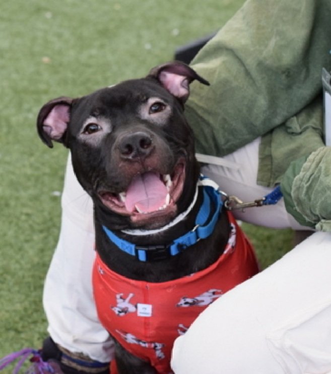 MorgFairsdogs's tweet image. Mustang 249133
Relisted TBK 4/18
#NYCACC #RescueOnly 
He is a cute 2 yr old 
Highly social, seeks out interaction with staff 
Easily aroused, poor impulse control 
Needs exp home 
Help save Mustang!
nycacc.app/browse/249133
#Pledge4Rescue #foster #adopt