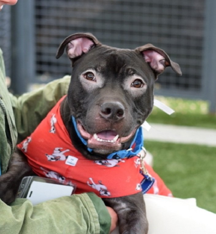 MorgFairsdogs's tweet image. Mustang 249133
Relisted TBK 4/18
#NYCACC #RescueOnly 
He is a cute 2 yr old 
Highly social, seeks out interaction with staff 
Easily aroused, poor impulse control 
Needs exp home 
Help save Mustang!
nycacc.app/browse/249133
#Pledge4Rescue #foster #adopt