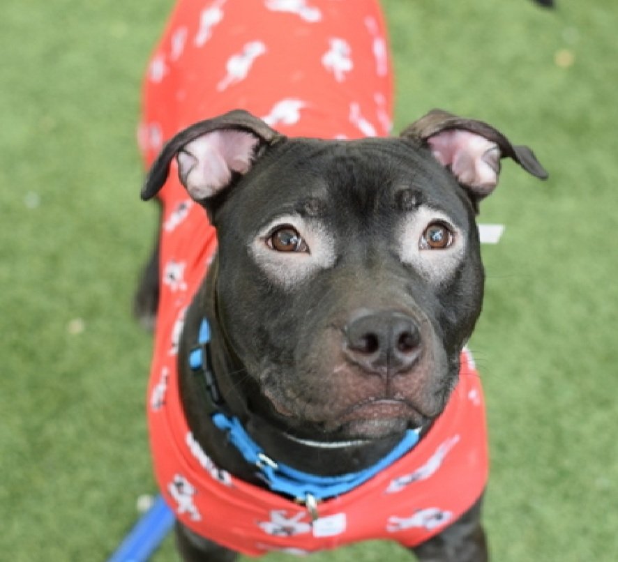 MorgFairsdogs's tweet image. Mustang 249133
Relisted TBK 4/18
#NYCACC #RescueOnly 
He is a cute 2 yr old 
Highly social, seeks out interaction with staff 
Easily aroused, poor impulse control 
Needs exp home 
Help save Mustang!
nycacc.app/browse/249133
#Pledge4Rescue #foster #adopt