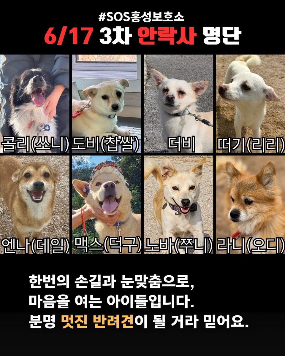 🚨4/29 안락사 예정🚨홍성보호소 입양 홍보 tweet media