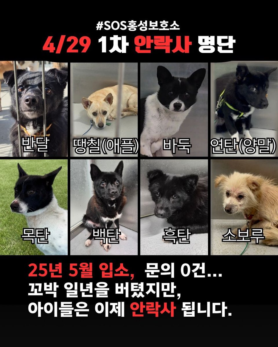 🚨4/29 안락사 예정🚨홍성보호소 입양 홍보 tweet media