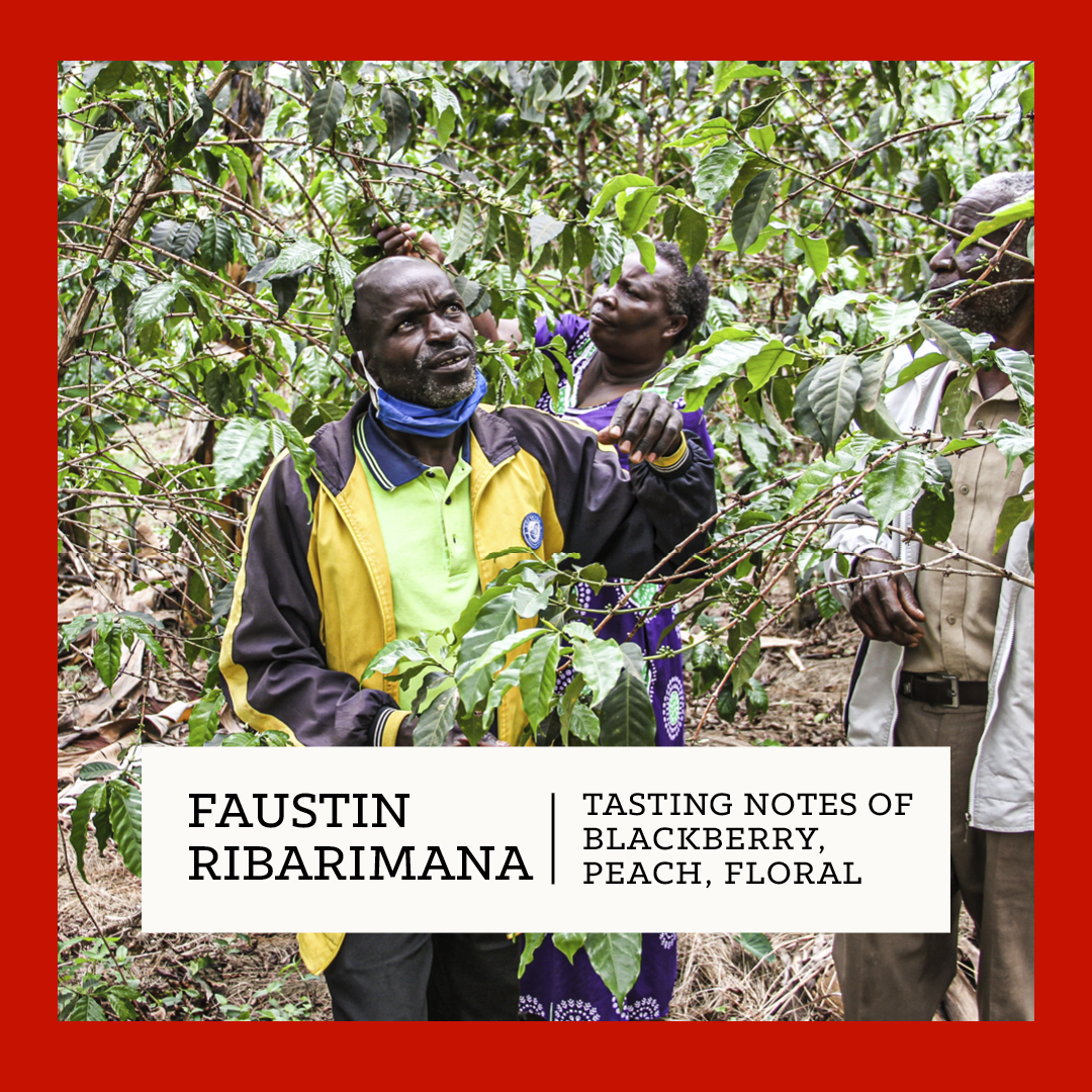 CarvetiiCoffee's tweet image. NEW Coffee! Our Roaster’s Choice for April has now joined our seasonal filter line-up. A unqiue tasting coffee from the Musasa Ruli washing station in Rwanda.

Get it here:
carvetiicoffee.co.uk/products/faust…

#coffee #coffeeroaster #specialtycoffee #FaustinRibarimana #musasaruli