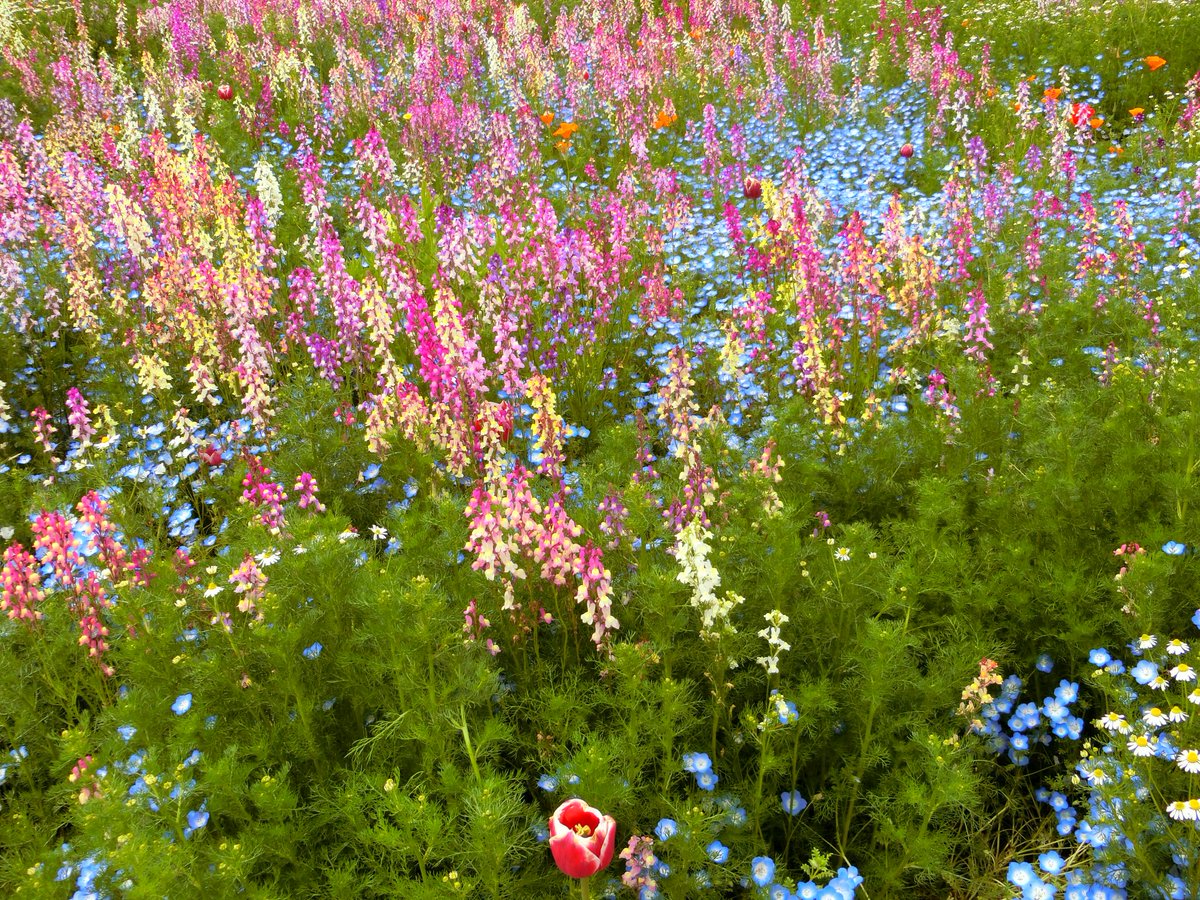 チューリップのきれいな写真あんまり撮れてなかったｗ
色がちがうのはデジカメの違い