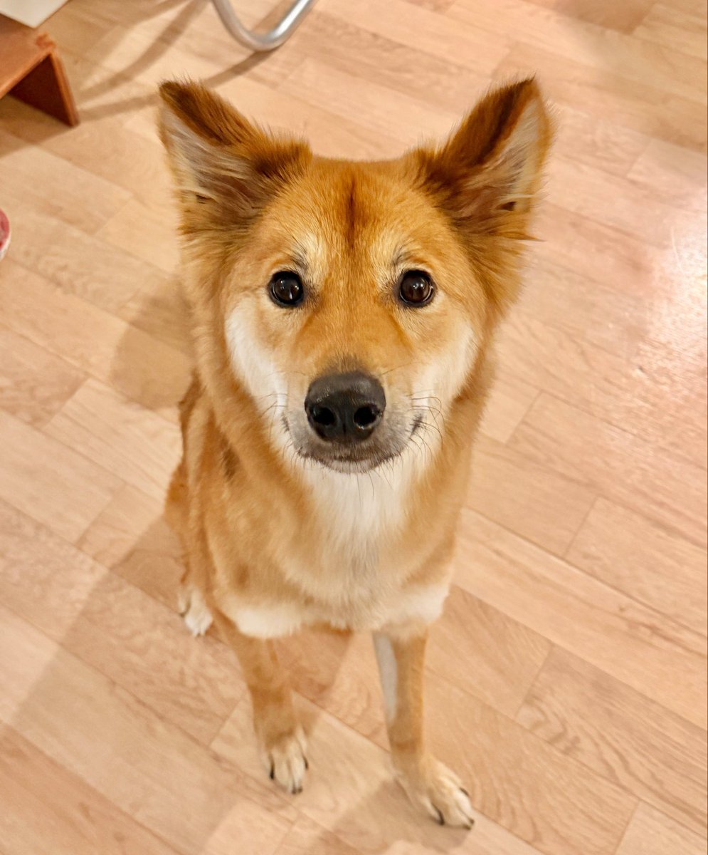 강아지 집에 막 왔을때는 좀 찌그러진채로 도착했는데 이제 다 펴진듯...