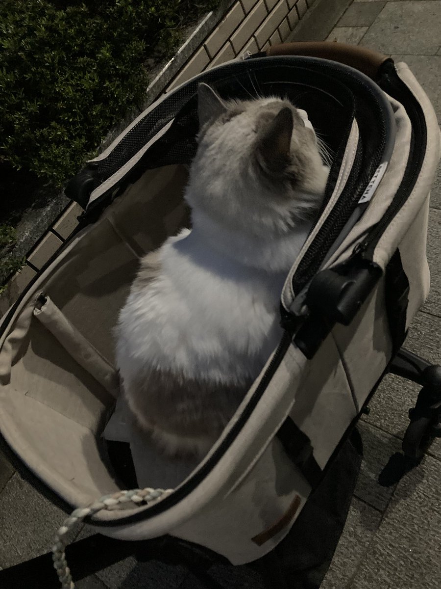 mofuroom_jp's tweet image. 今日はあまりにも散歩アピール凄かったので
30分だけペットカートで散歩してきました🐾

おかげでハーネスも＝散歩行けるになったので
わりとすんなり付けさせてくれてます！
ほんとに育てやすい子、、、！！

#猫 #cat #ragdoll #ラグドール #猫散歩 #PETITE