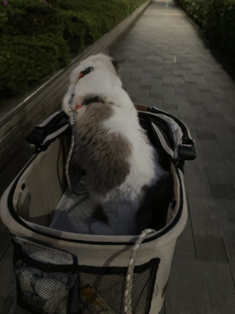 mofuroom_jp's tweet image. 今日はあまりにも散歩アピール凄かったので
30分だけペットカートで散歩してきました🐾

おかげでハーネスも＝散歩行けるになったので
わりとすんなり付けさせてくれてます！
ほんとに育てやすい子、、、！！

#猫 #cat #ragdoll #ラグドール #猫散歩 #PETITE