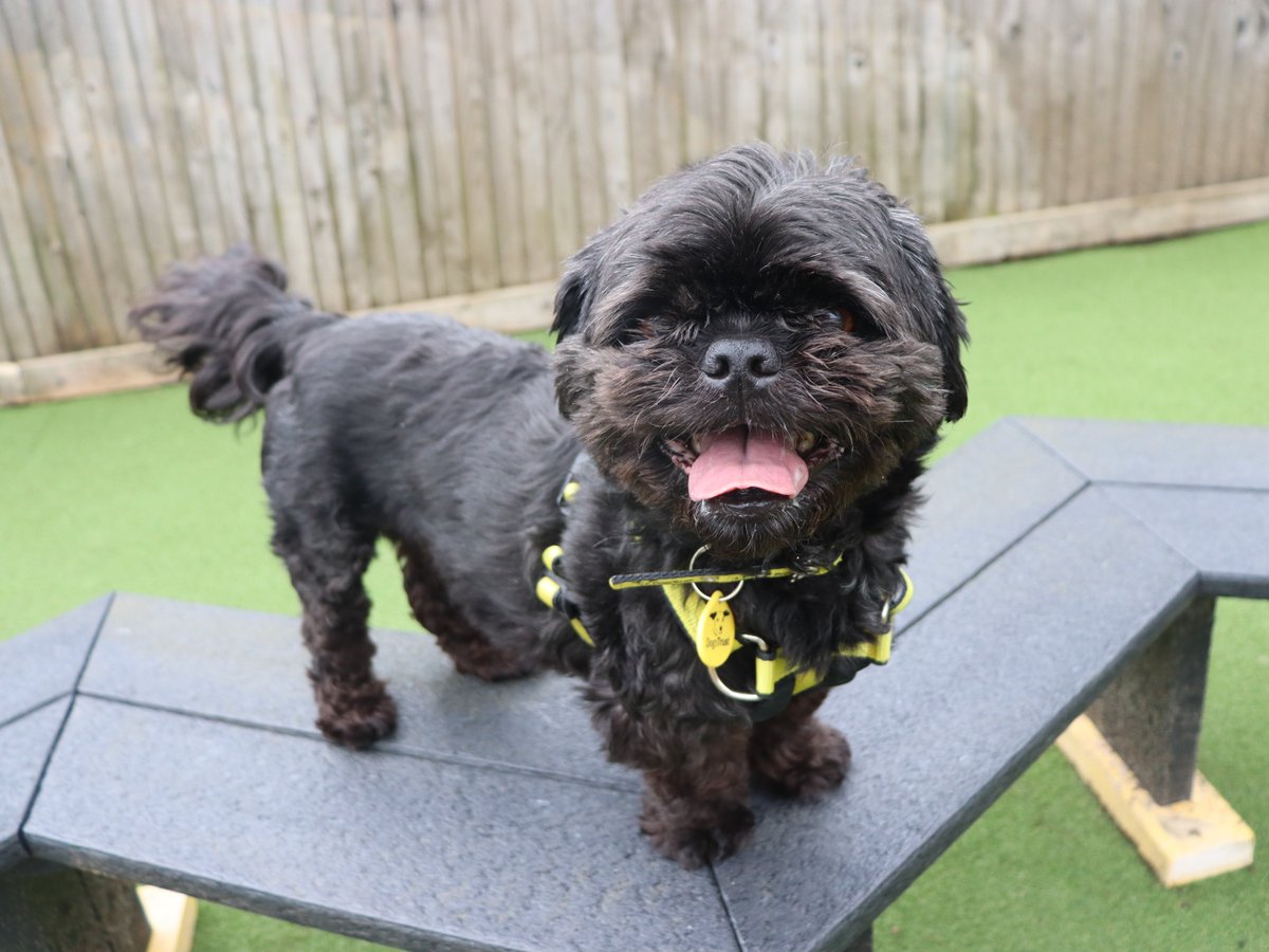Little Lemur is a spritely 7 year old Shih Tzu who is a wee babe! He loves being made a fuss of and his handlers describe him as "so much fun to be around!" 💙