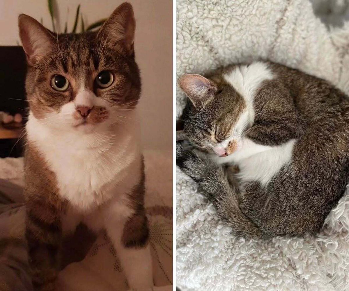 VigiPets.fr tweet media