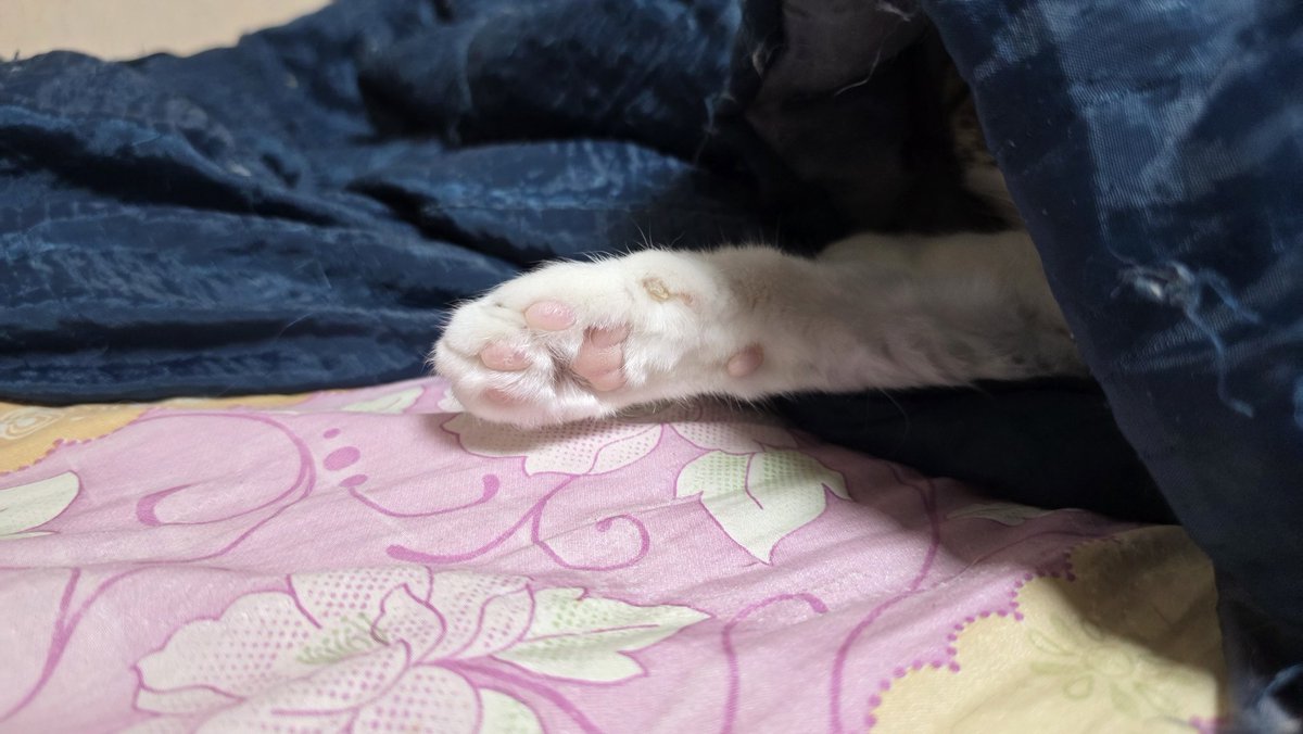 부리일상계 tweet media