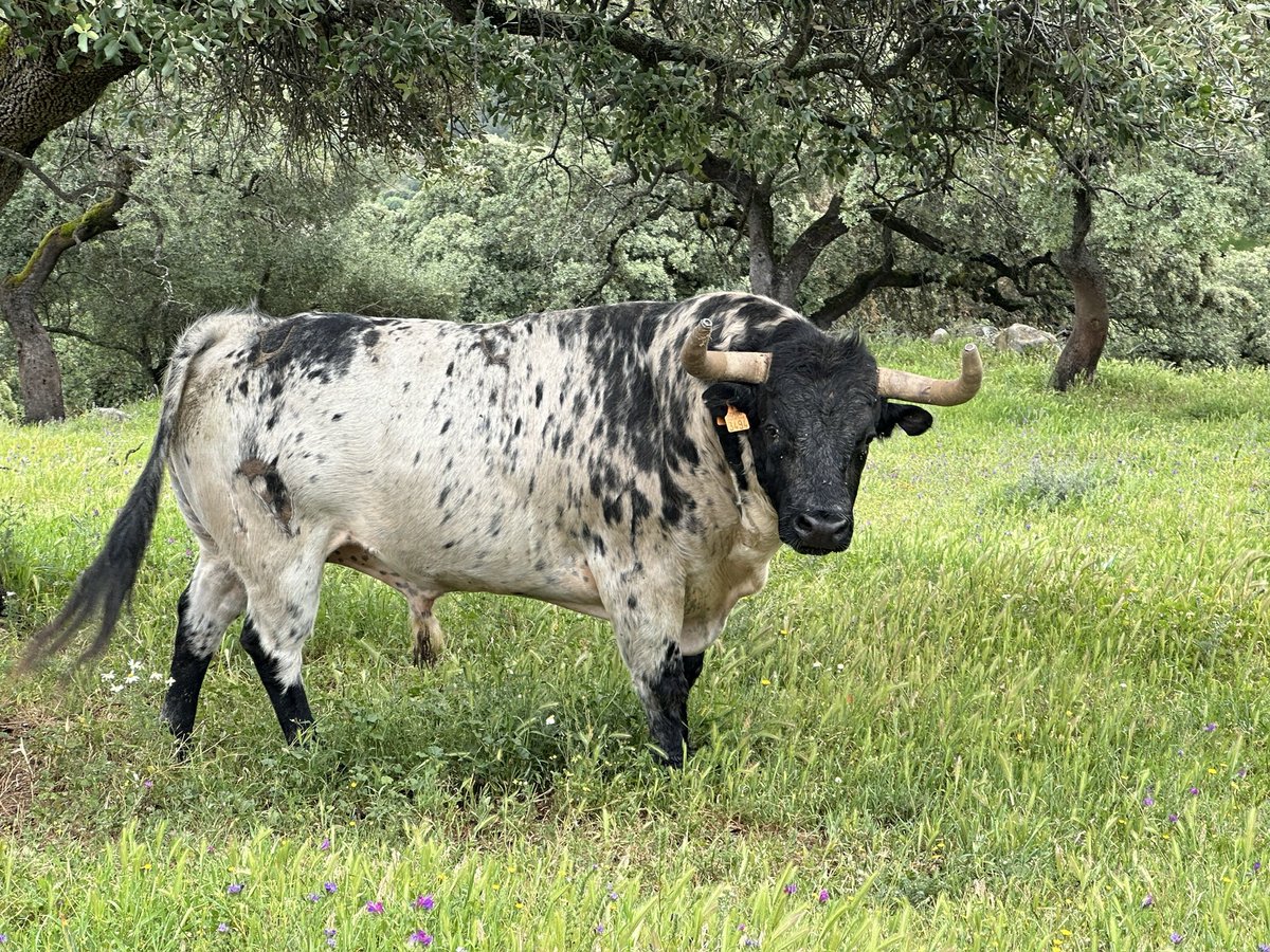 Franciscobs8's tweet photo. Los toros de la @CopaChenel https://t.co/ZHdAhYG076