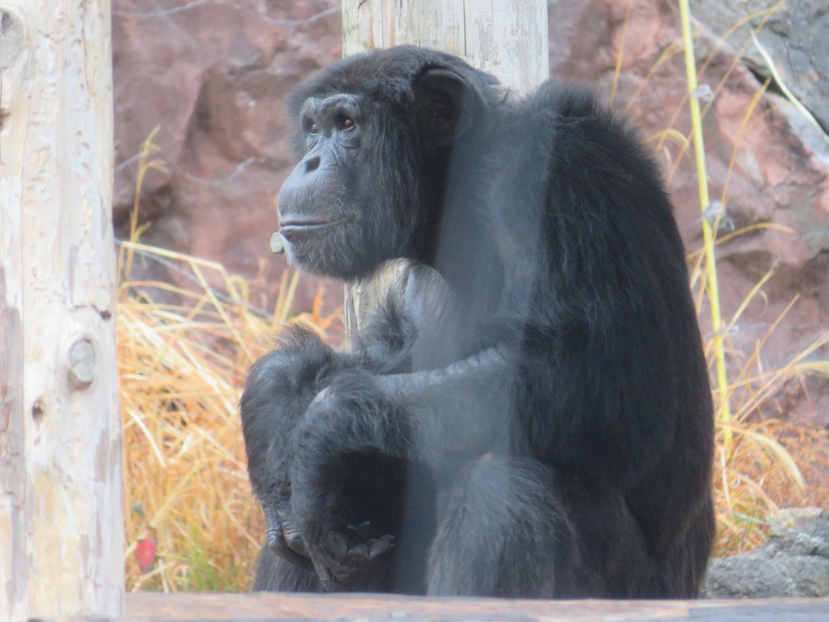 溝上万里央 tweet media