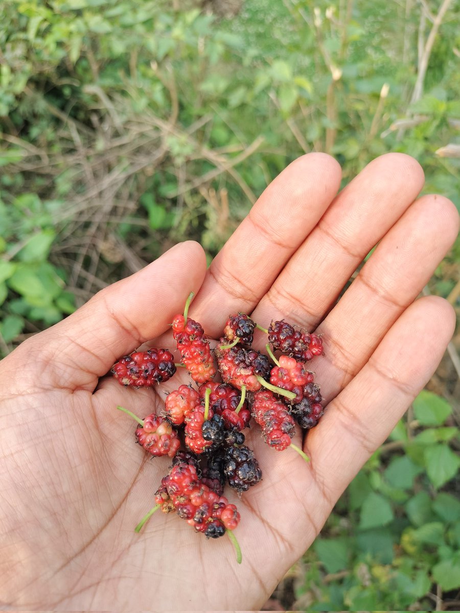 Sajan Manandhar tweet media