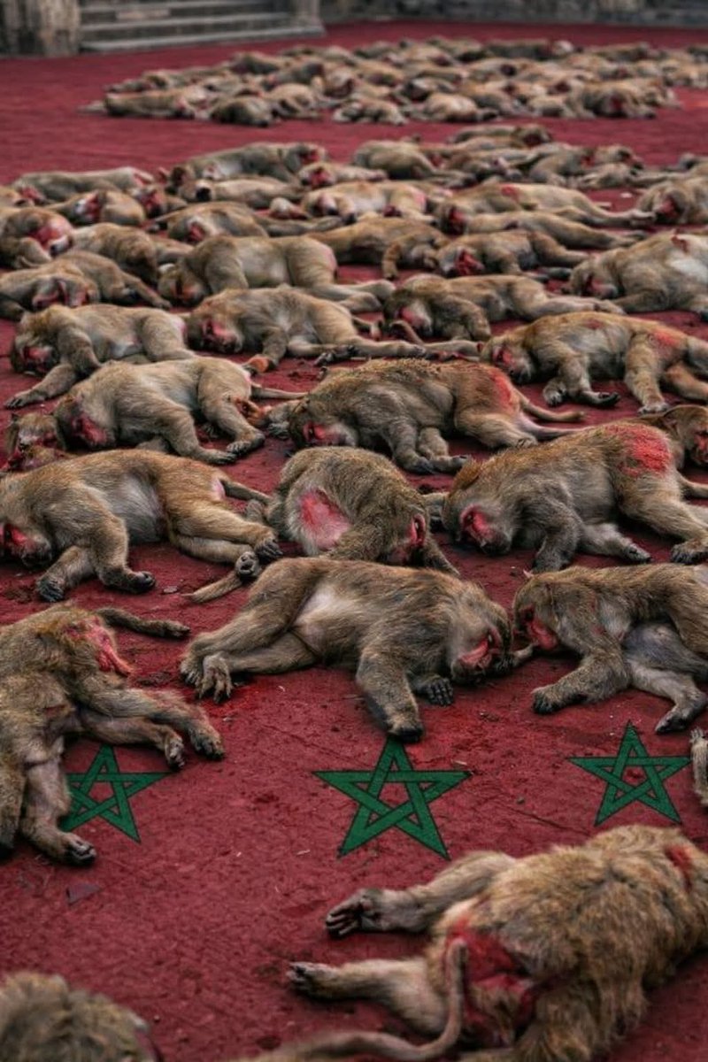 ابن الجزائر 🇩🇿 tweet media