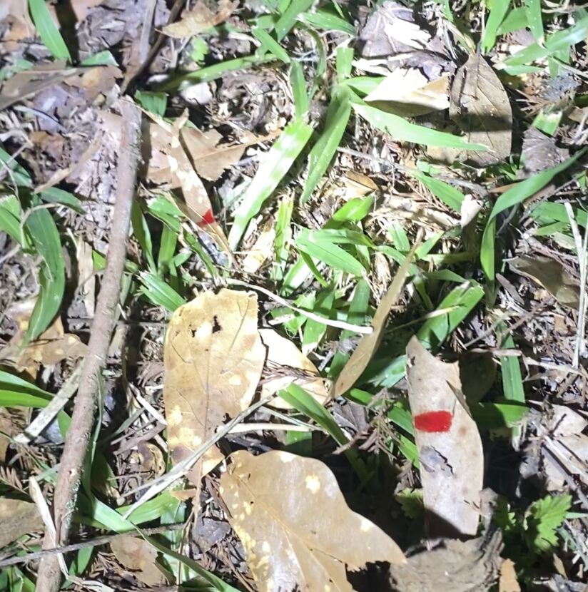 You don't really have friends unless you have friends that will camp out in you backyard while you're away to "take care" of the raccoons that keep pillaging your chicken-coop.

I have the best friends.