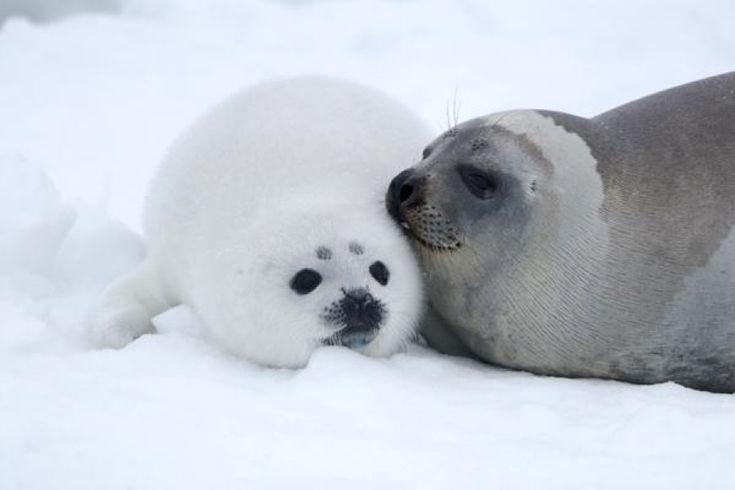 seal shane 🦭 tweet media