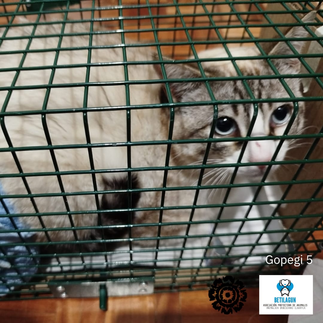 betilagun's tweet image. ¡Otra colonia de Zigoitia un poquito más feliz y cuidada! Hemos sumado 4 nuevas esterilizaciones en el municipio, lo que significa menos estrés para ellos y una convivencia mucho más armoniosa en nuestras calles.

#gatoscallejeros #cer #esterilización #métodocer #gato