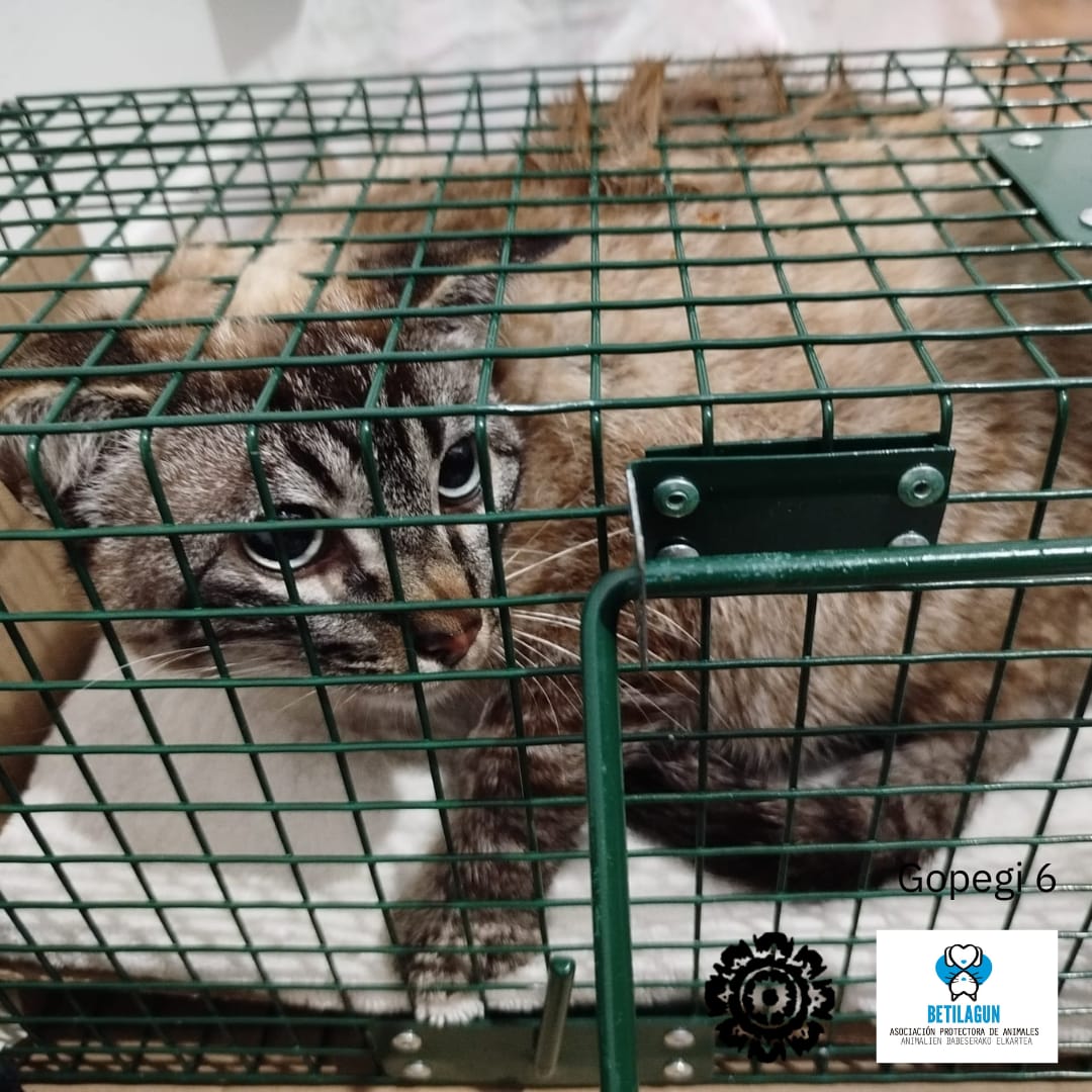 betilagun's tweet image. ¡Otra colonia de Zigoitia un poquito más feliz y cuidada! Hemos sumado 4 nuevas esterilizaciones en el municipio, lo que significa menos estrés para ellos y una convivencia mucho más armoniosa en nuestras calles.

#gatoscallejeros #cer #esterilización #métodocer #gato