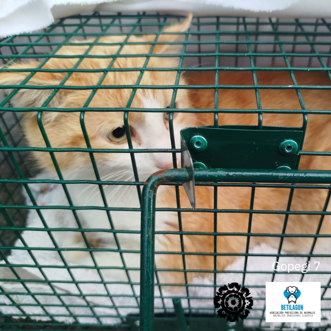 betilagun's tweet image. ¡Otra colonia de Zigoitia un poquito más feliz y cuidada! Hemos sumado 4 nuevas esterilizaciones en el municipio, lo que significa menos estrés para ellos y una convivencia mucho más armoniosa en nuestras calles.

#gatoscallejeros #cer #esterilización #métodocer #gato