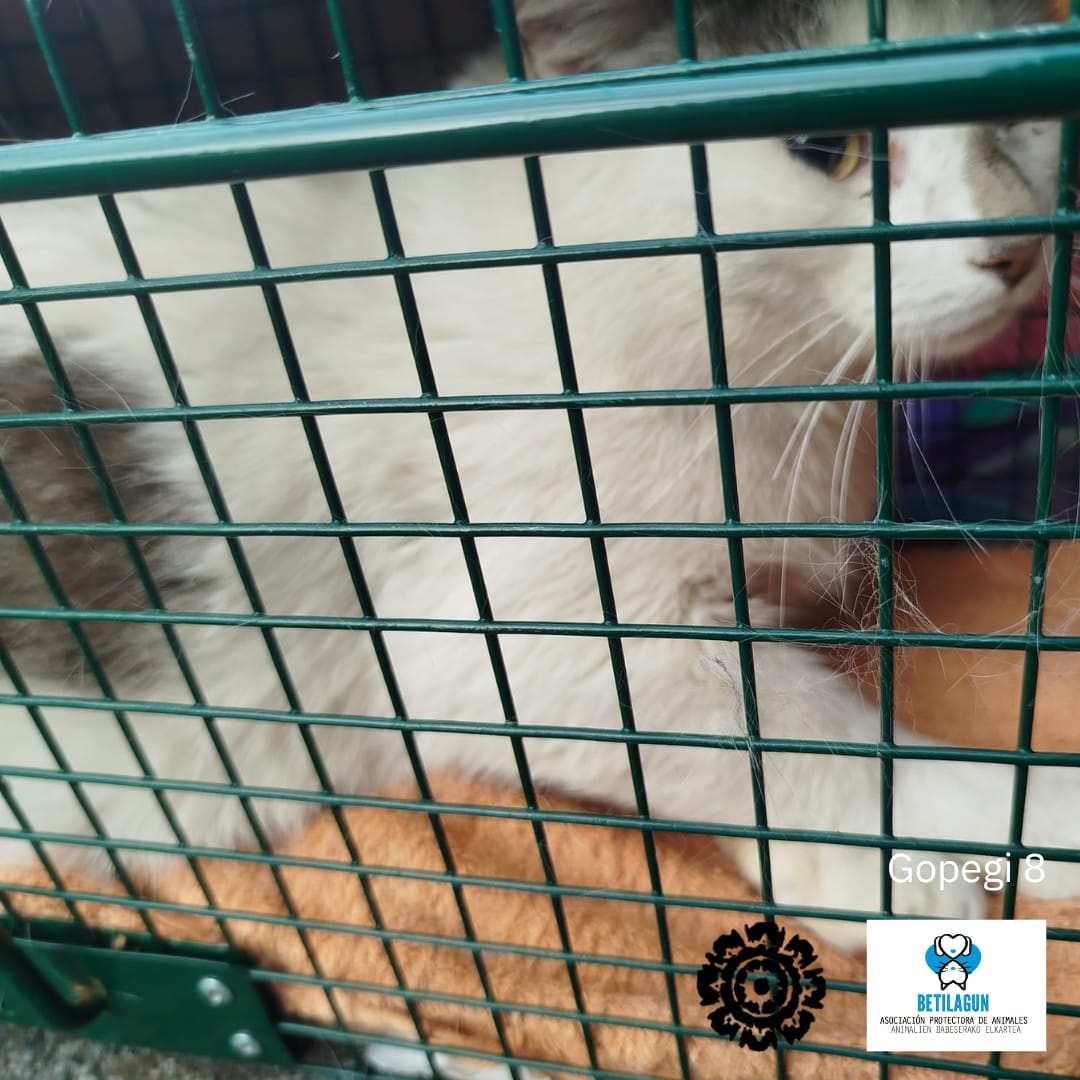 betilagun's tweet image. ¡Otra colonia de Zigoitia un poquito más feliz y cuidada! Hemos sumado 4 nuevas esterilizaciones en el municipio, lo que significa menos estrés para ellos y una convivencia mucho más armoniosa en nuestras calles.

#gatoscallejeros #cer #esterilización #métodocer #gato