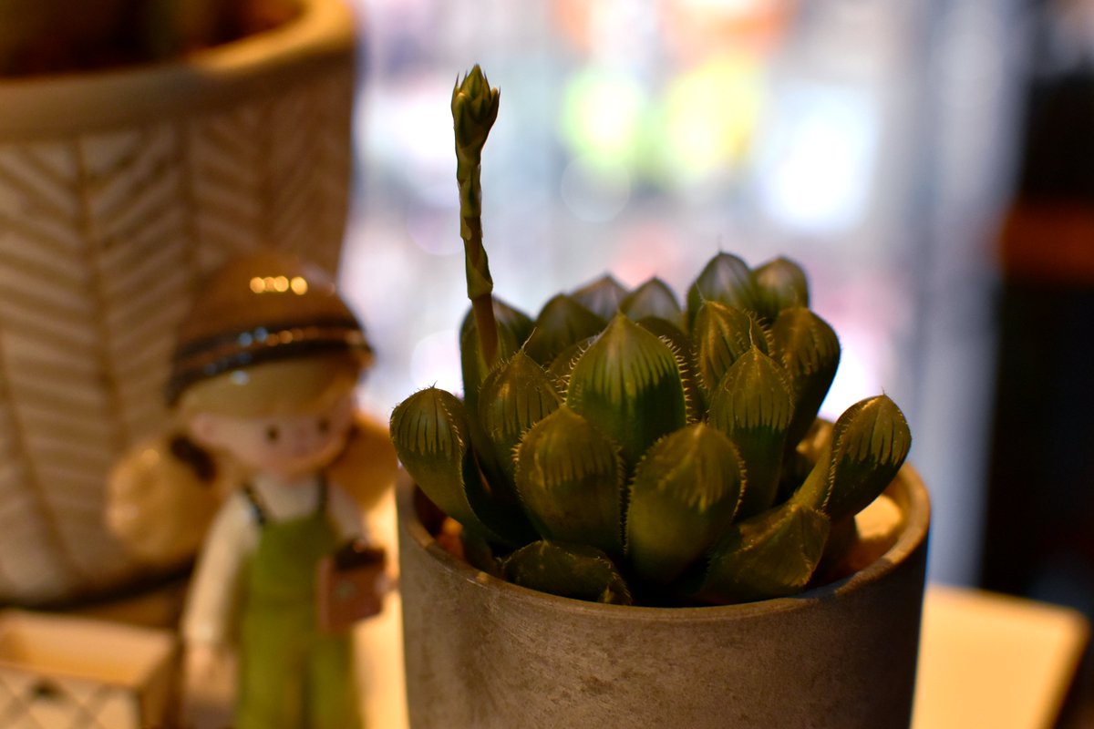 ハオルチア オブツーサが花芽出してきた～
採種しないんで少し楽しんで即カットですがねw