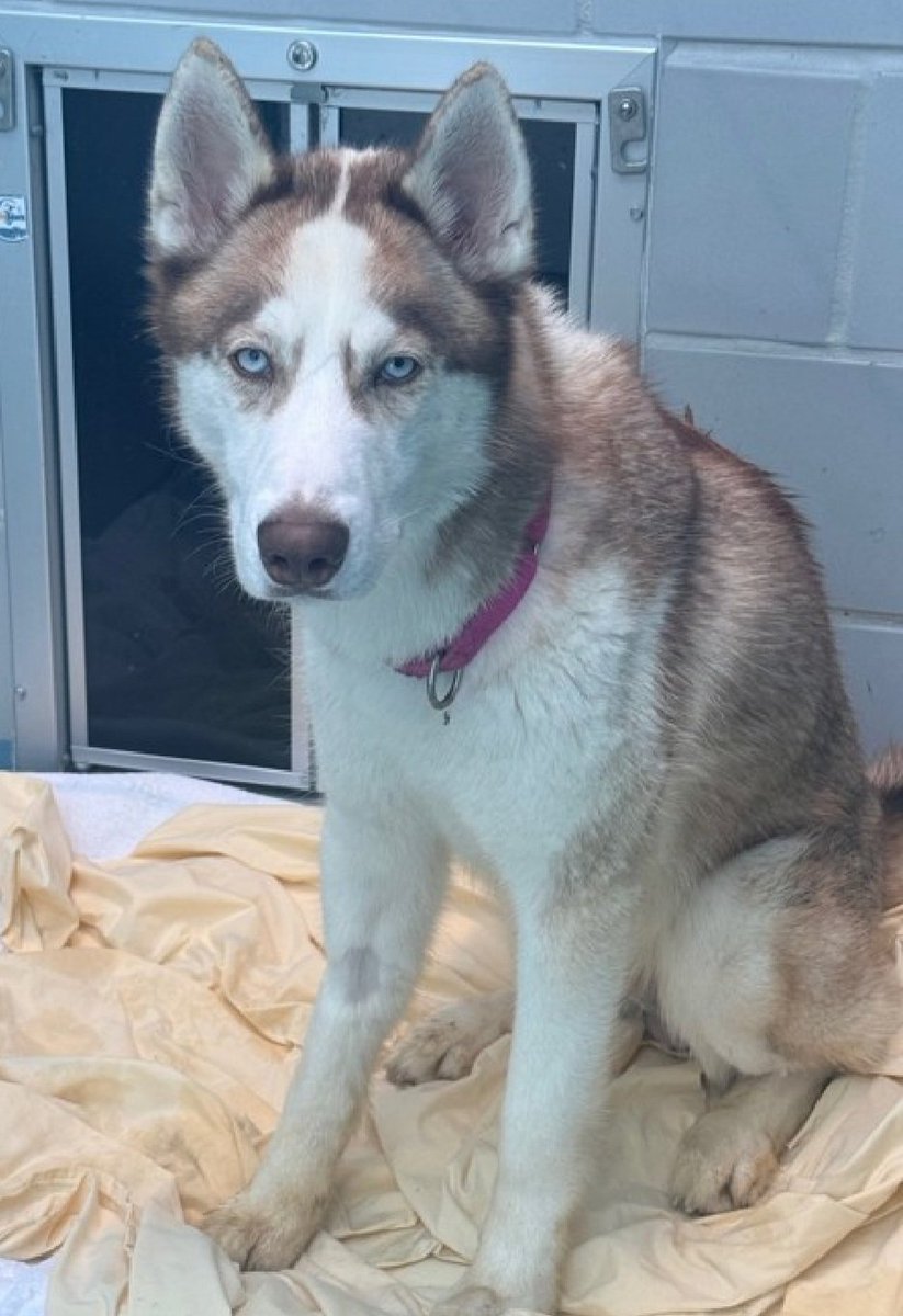 Morgan Fairchild's Dogs tweet media