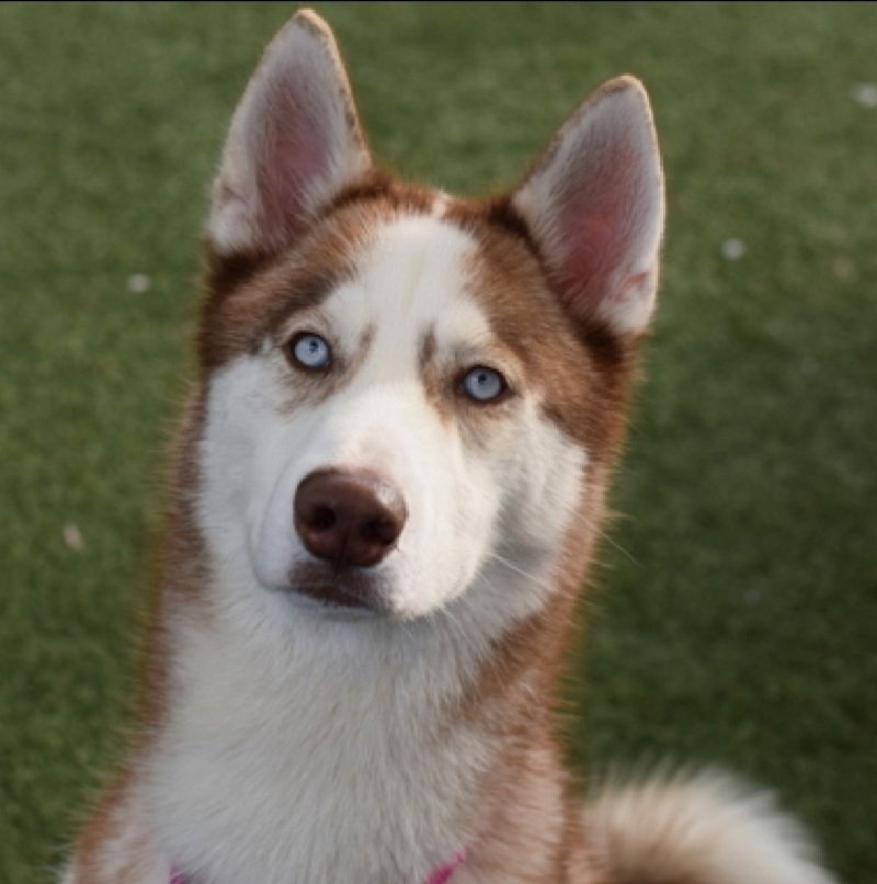 Morgan Fairchild's Dogs tweet media