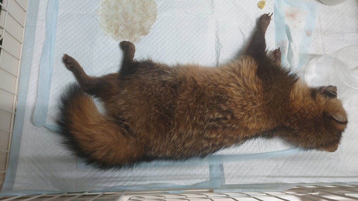 SCIENCE FACTORY ltd. tweet media