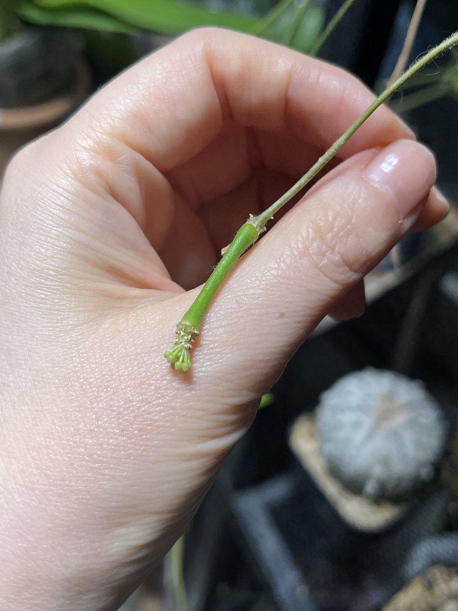 고사리집사 tweet media