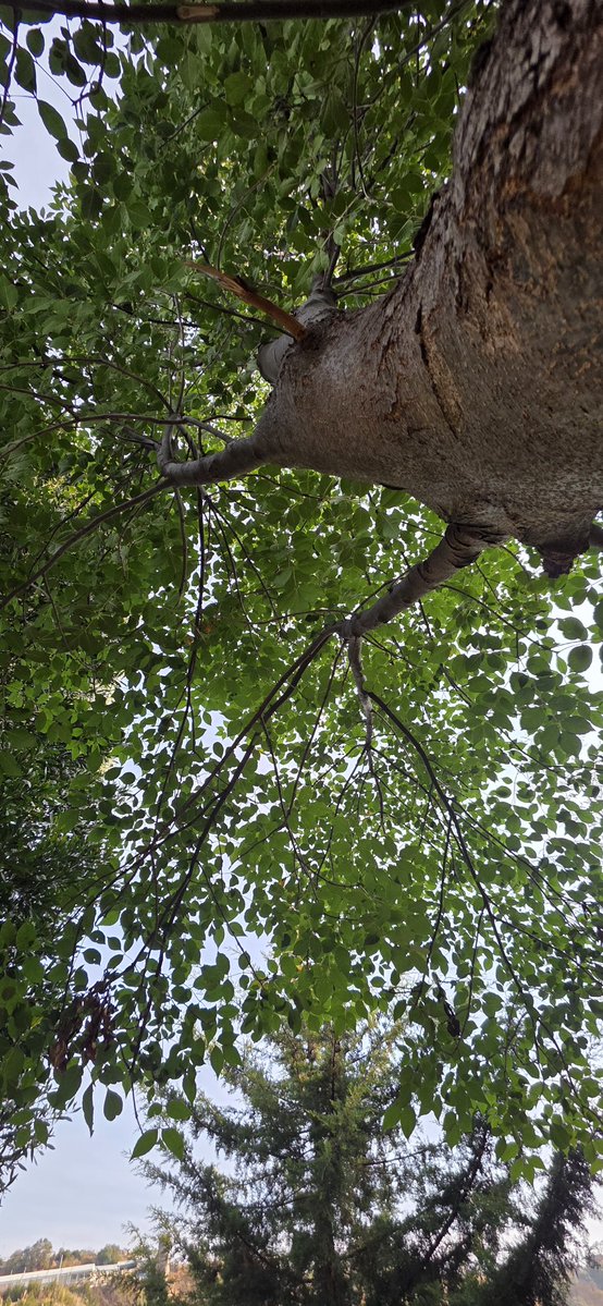 Mike Velázquez tweet media