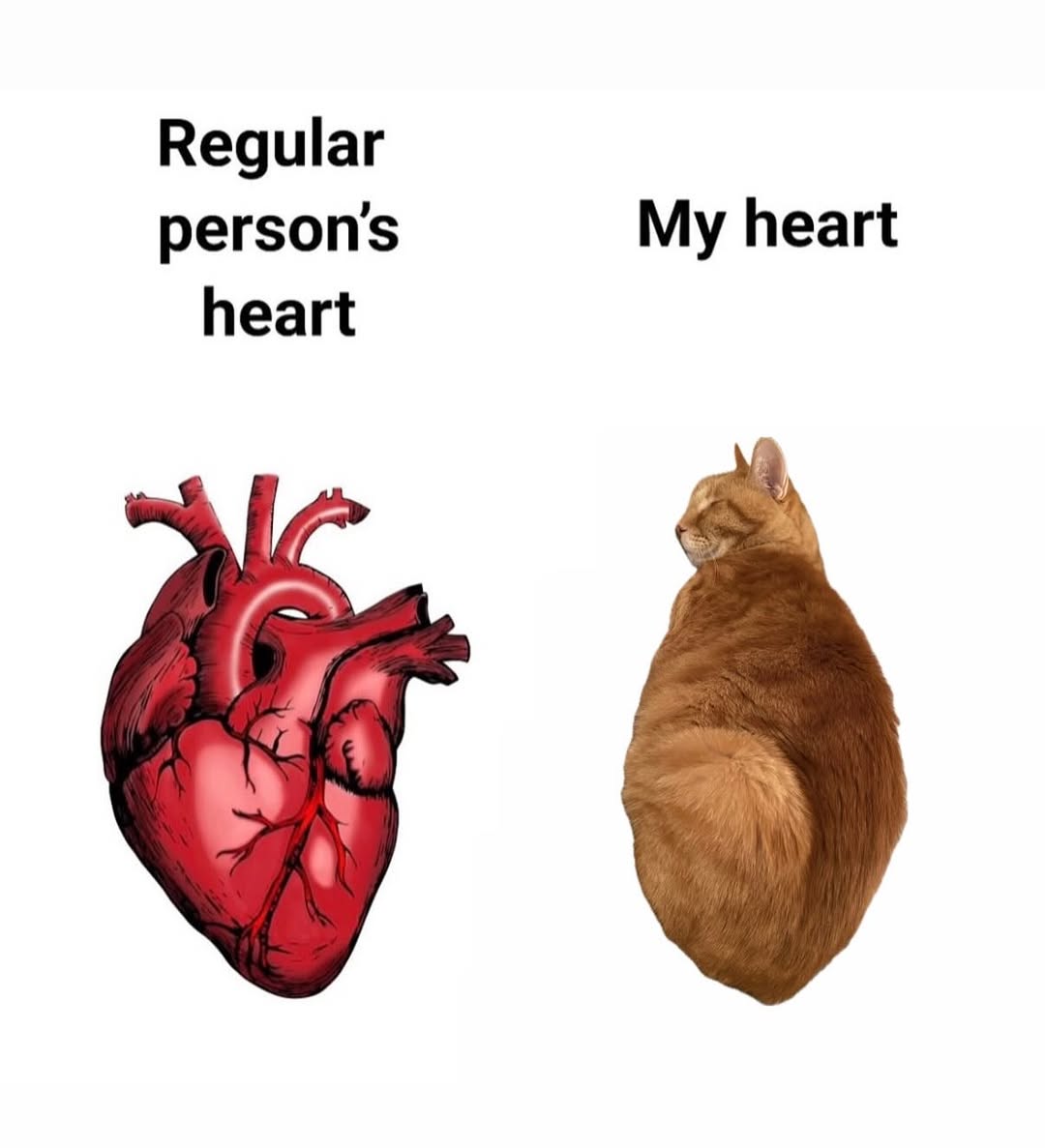 We don't deserve cats 😺 tweet media