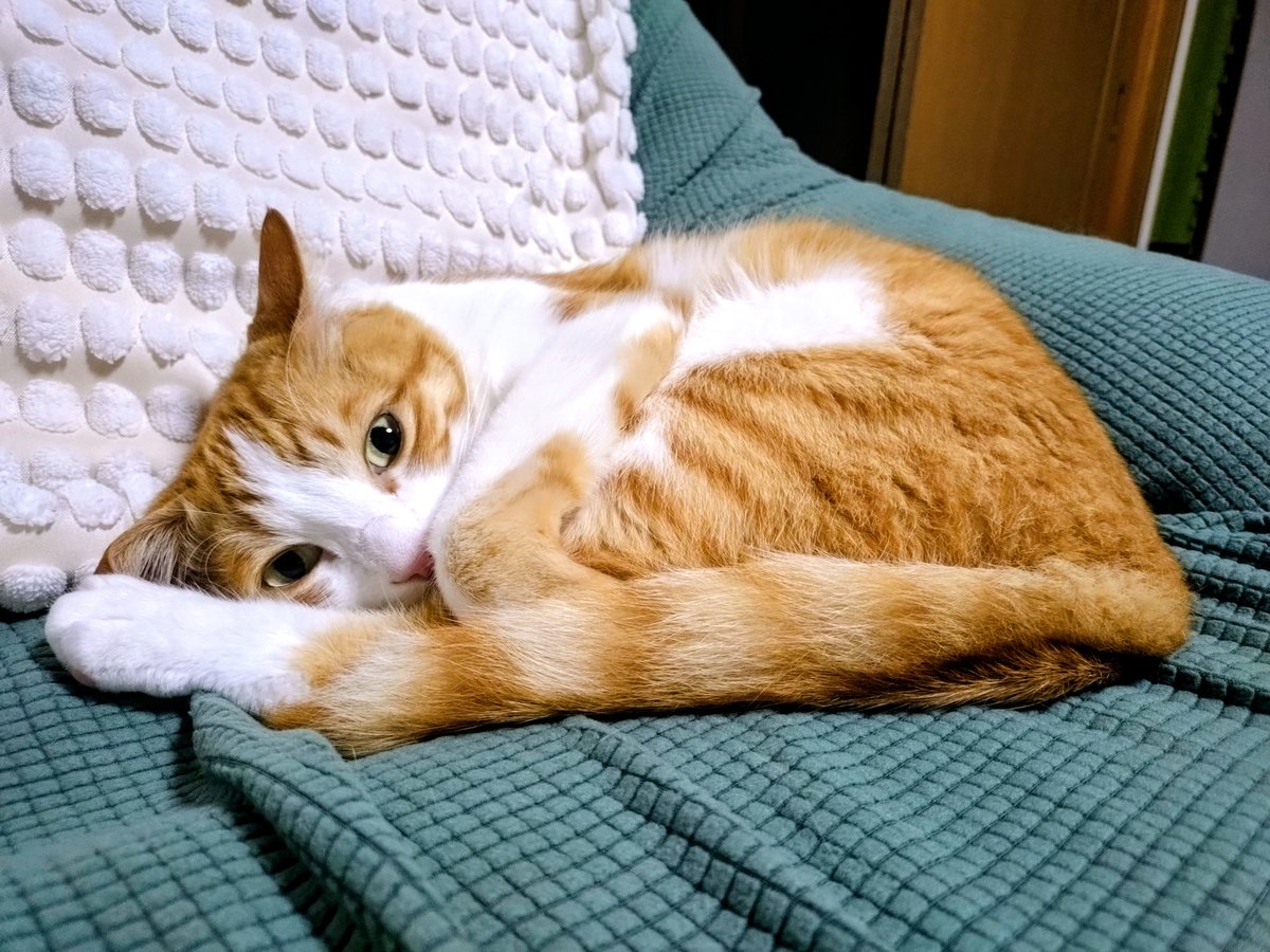 カメラ向けたらお目覚め🐾
可愛すぎる😍