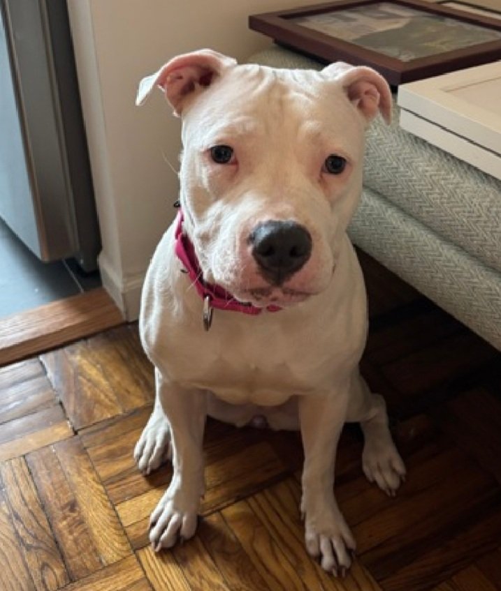 Julie🌻🐾 tweet media