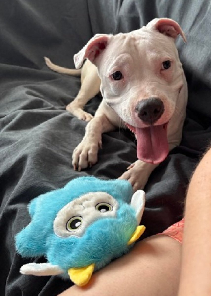 Julie🌻🐾 tweet media