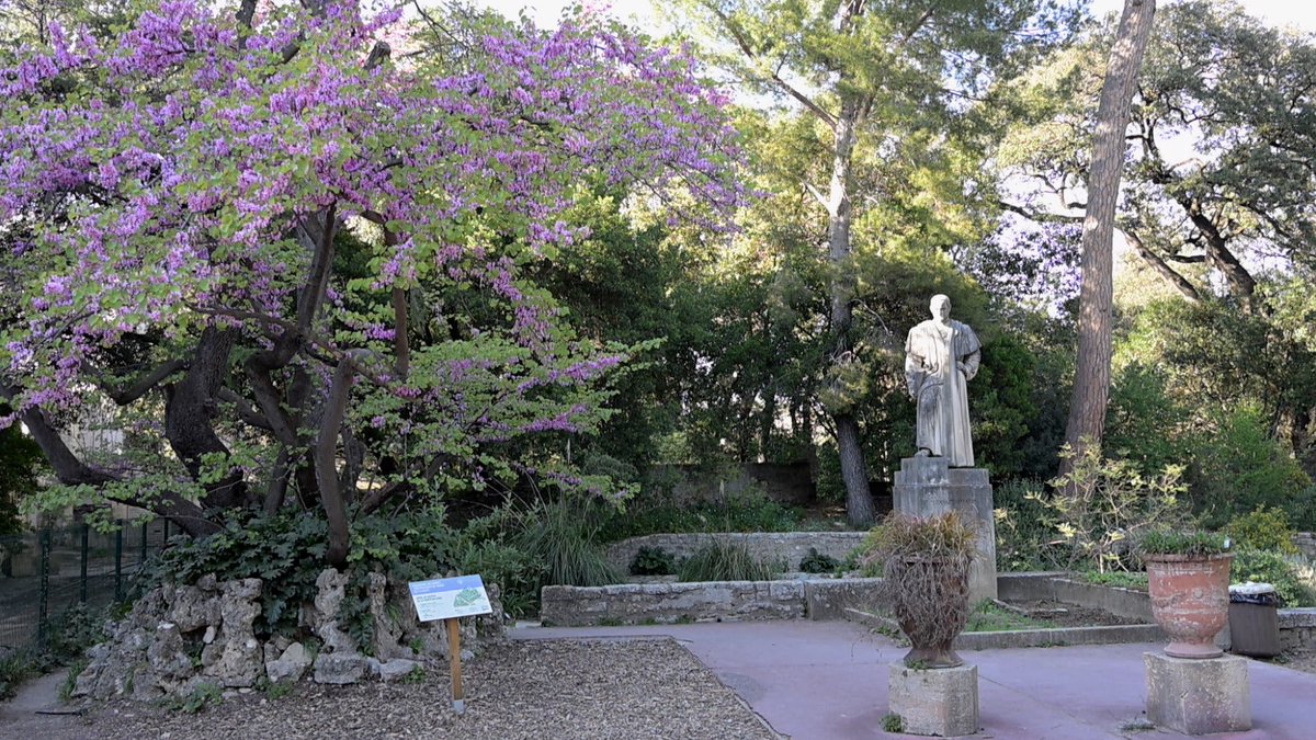 ecom_news's tweet image. 🌿 #Montpellier : Comment l’ @umontpellier préserve l’#architecture singulière du Jardin des Plantes, un paysage à surprises, pensé comme un laboratoire vivant au cœur de la ville. Reportage #vidéo 🔗 bit.ly/4cnYpy5 #Patrimoine @umontpellier @Philippe_Auge @MDelafosse